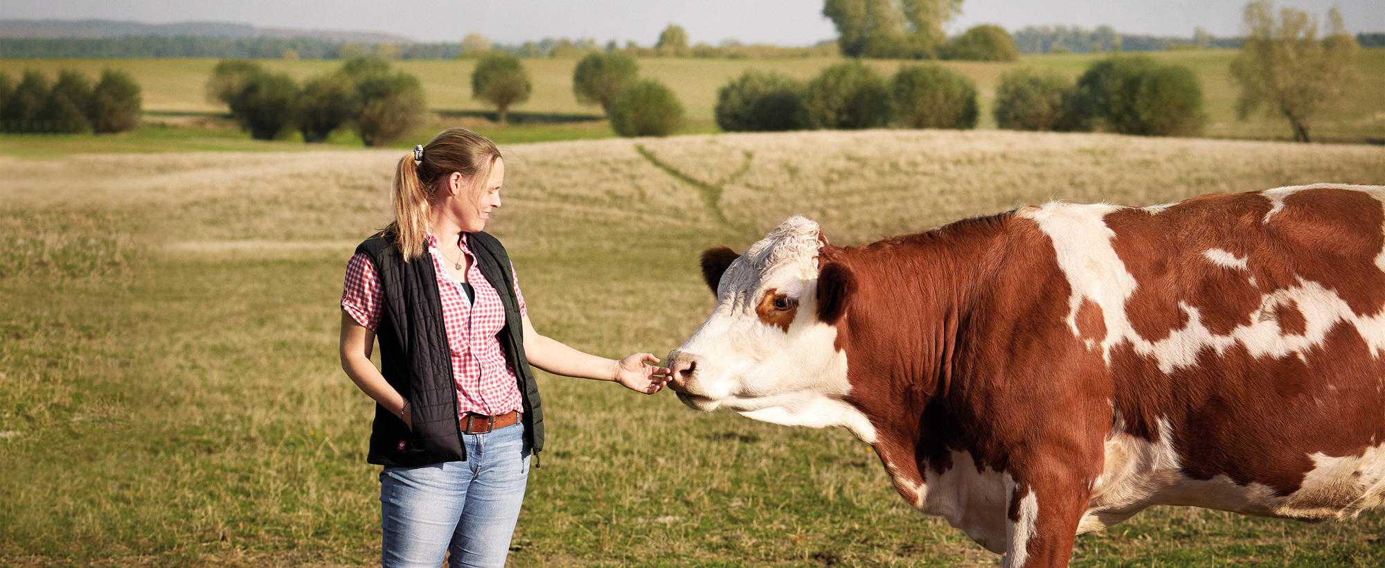 Landwirtin mit Rind-auf einer Weide nachhaltige Tierhaltung Eine Landwirtin füttert ein braun-weißes Rind auf einer offenen Weide.